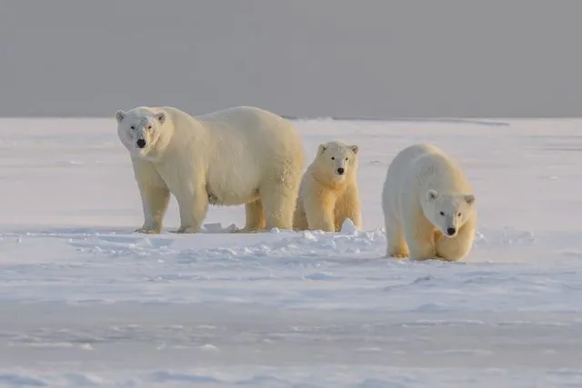 Polar bears eat seals and walruses.