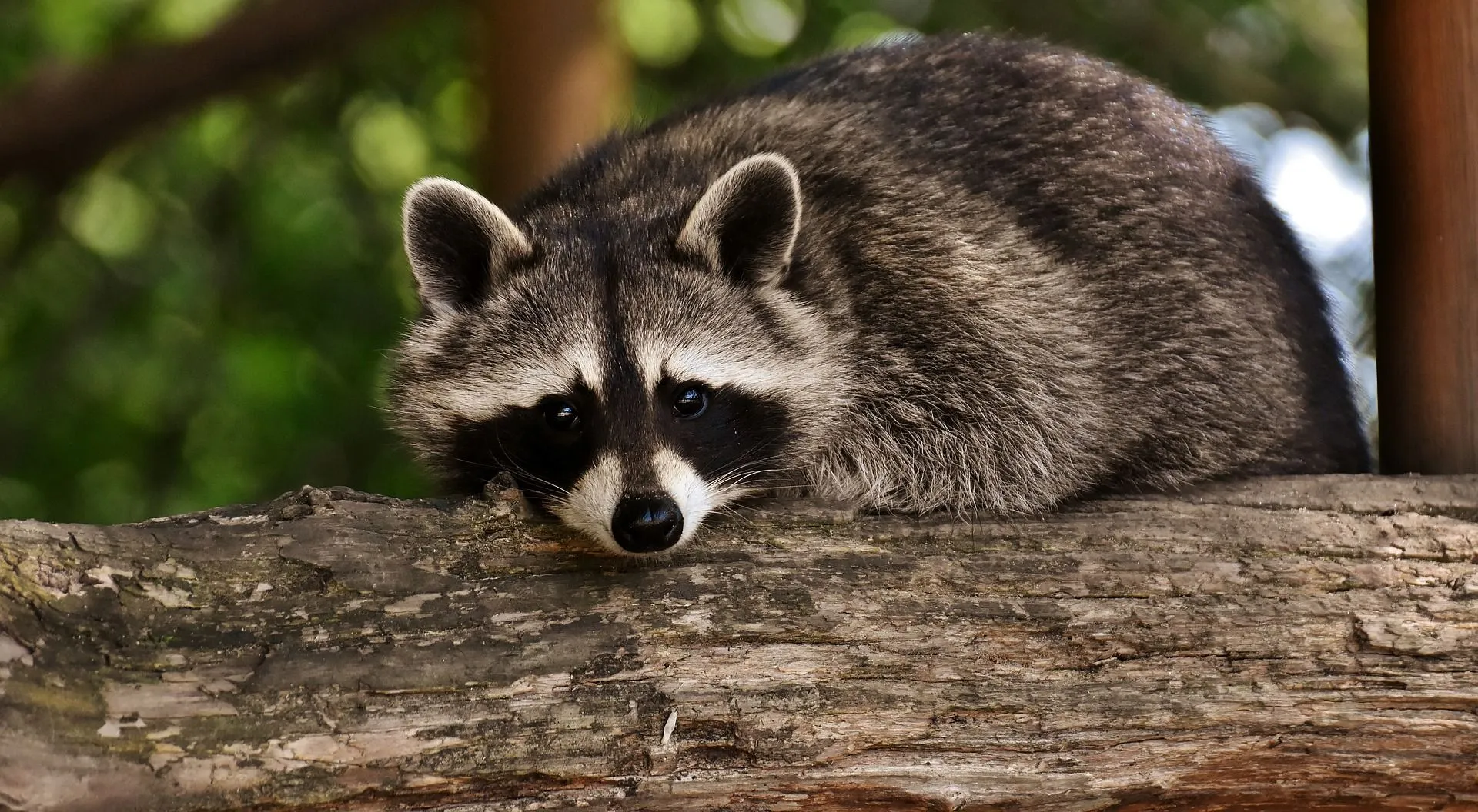 Raccoons' front paws do not have opposable thumbs like other primate animal species.