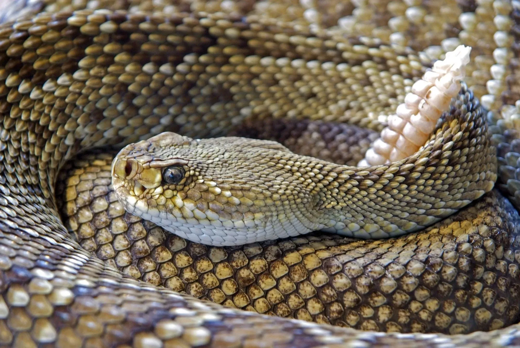 Do rattlesnakes lay eggs is a common question among zoologists.