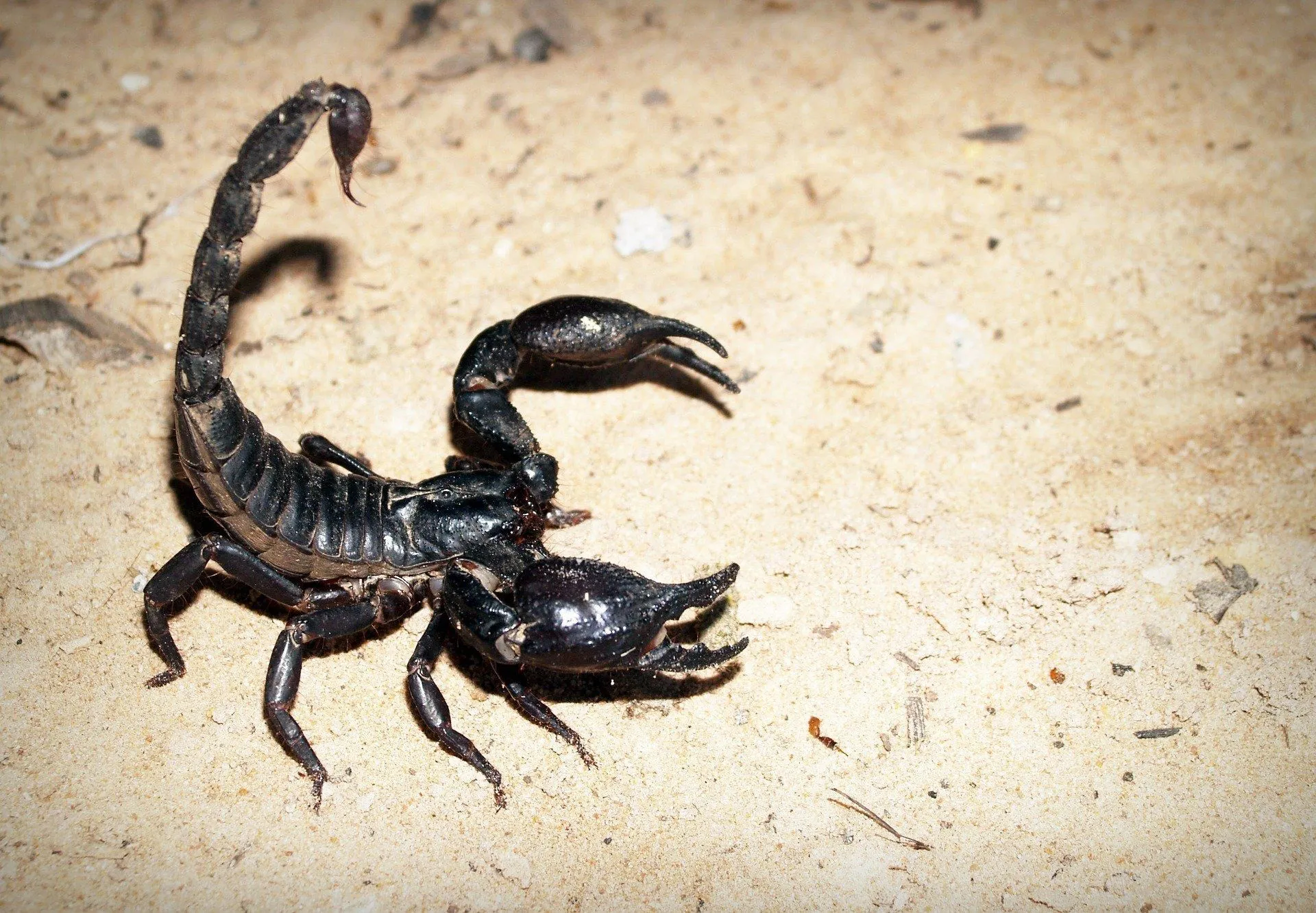 Female scorpions lay eggs that are fertilized and hatch inside the female body.