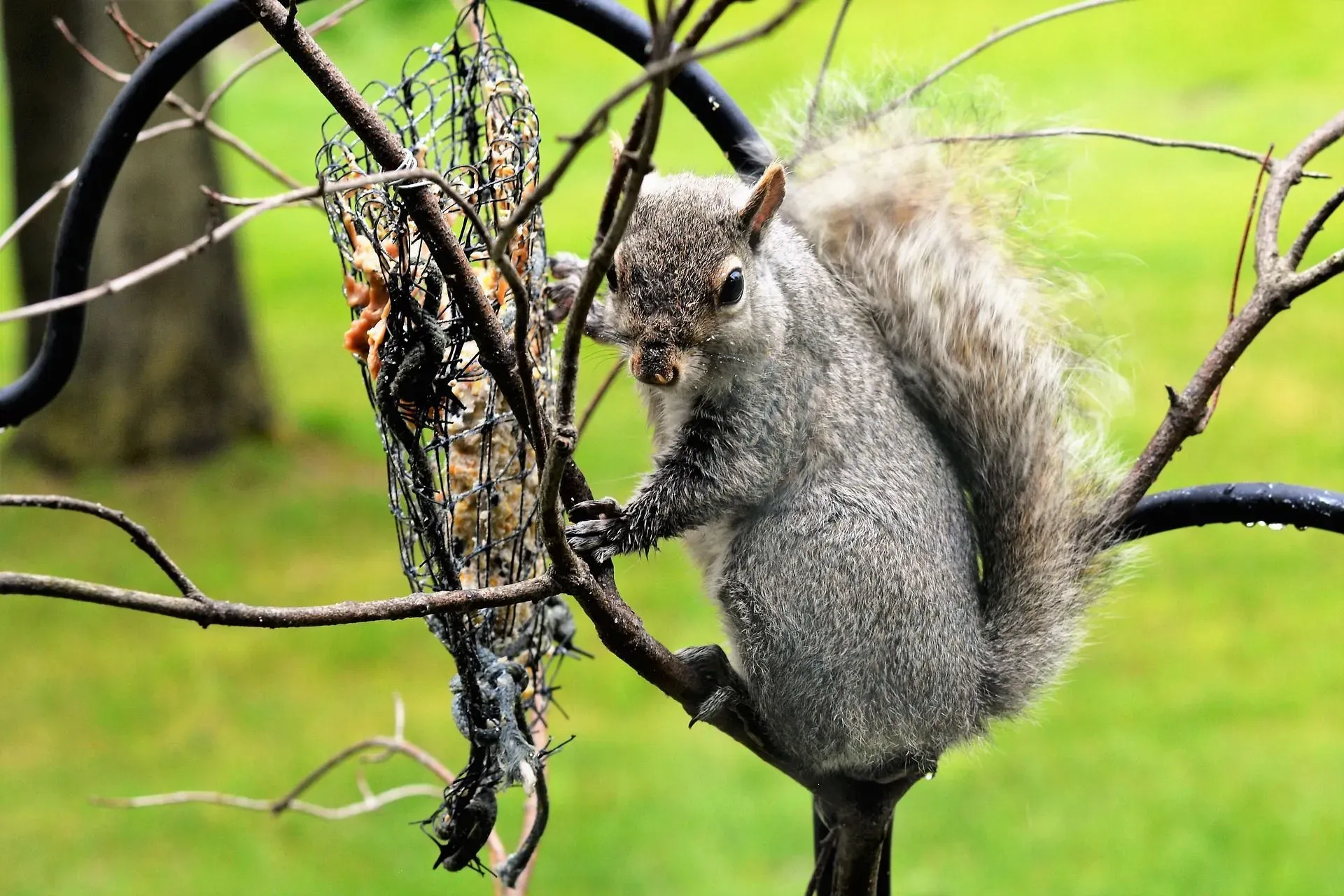 Do squirrels eat birds? Yes, squirrels are omnivores that eat birds.