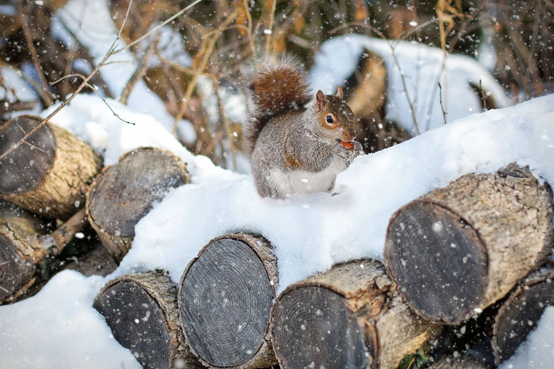 squirrel nest high in tree winter