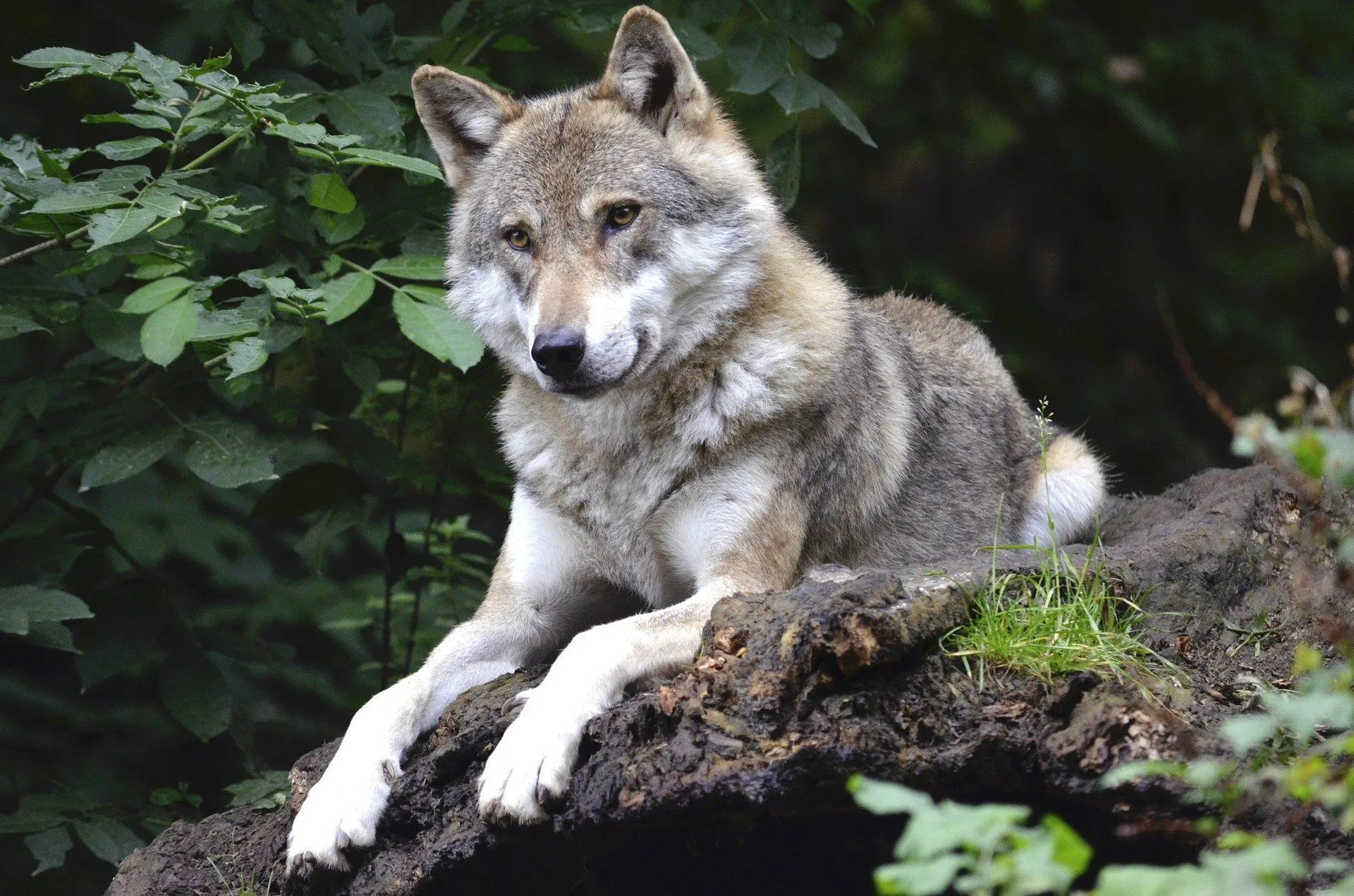 North American wolves rarely contract rabies since the population of the primary carriers, jackals, is lower.