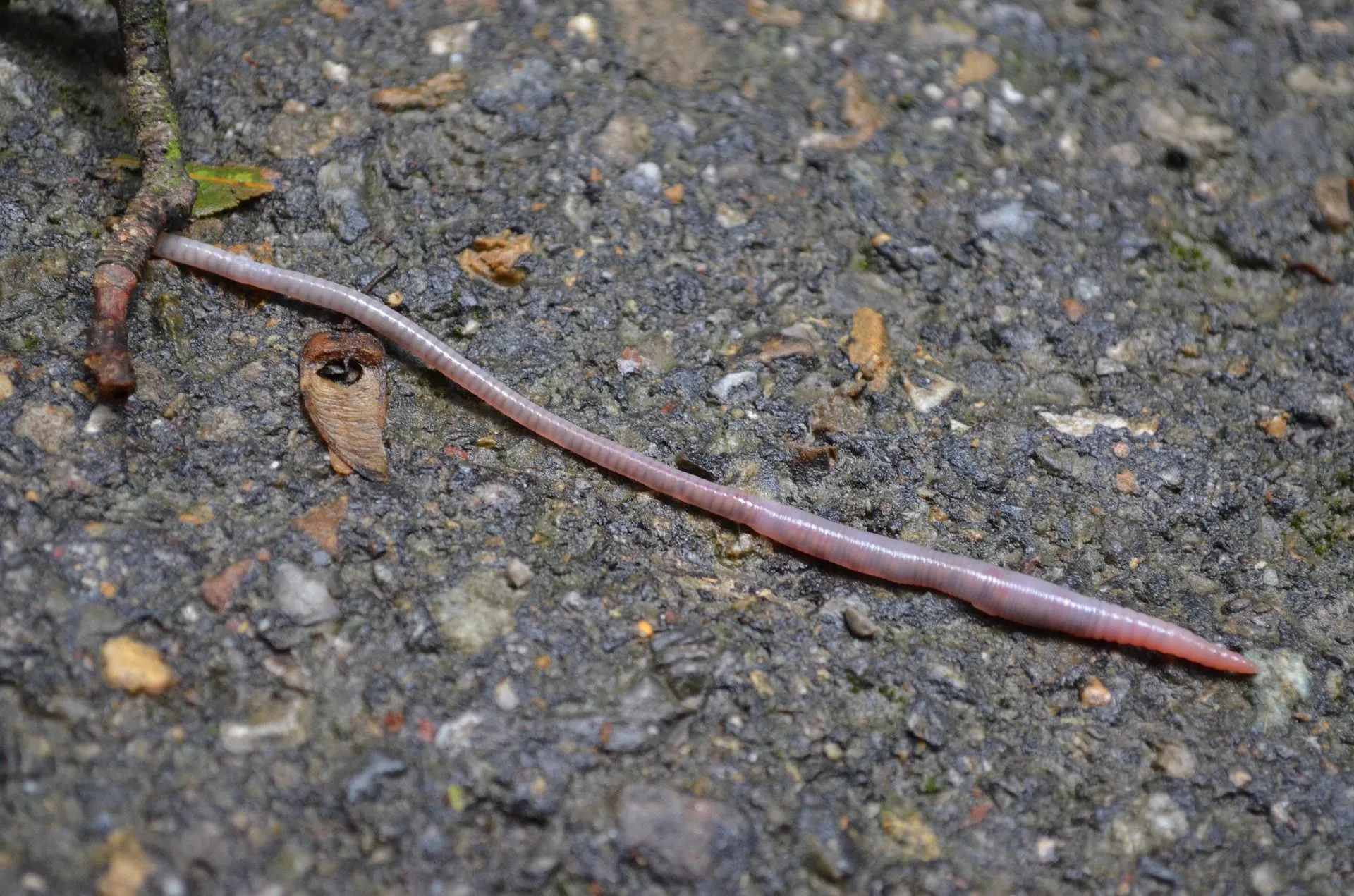 Worms may consume their own weight in a single day.