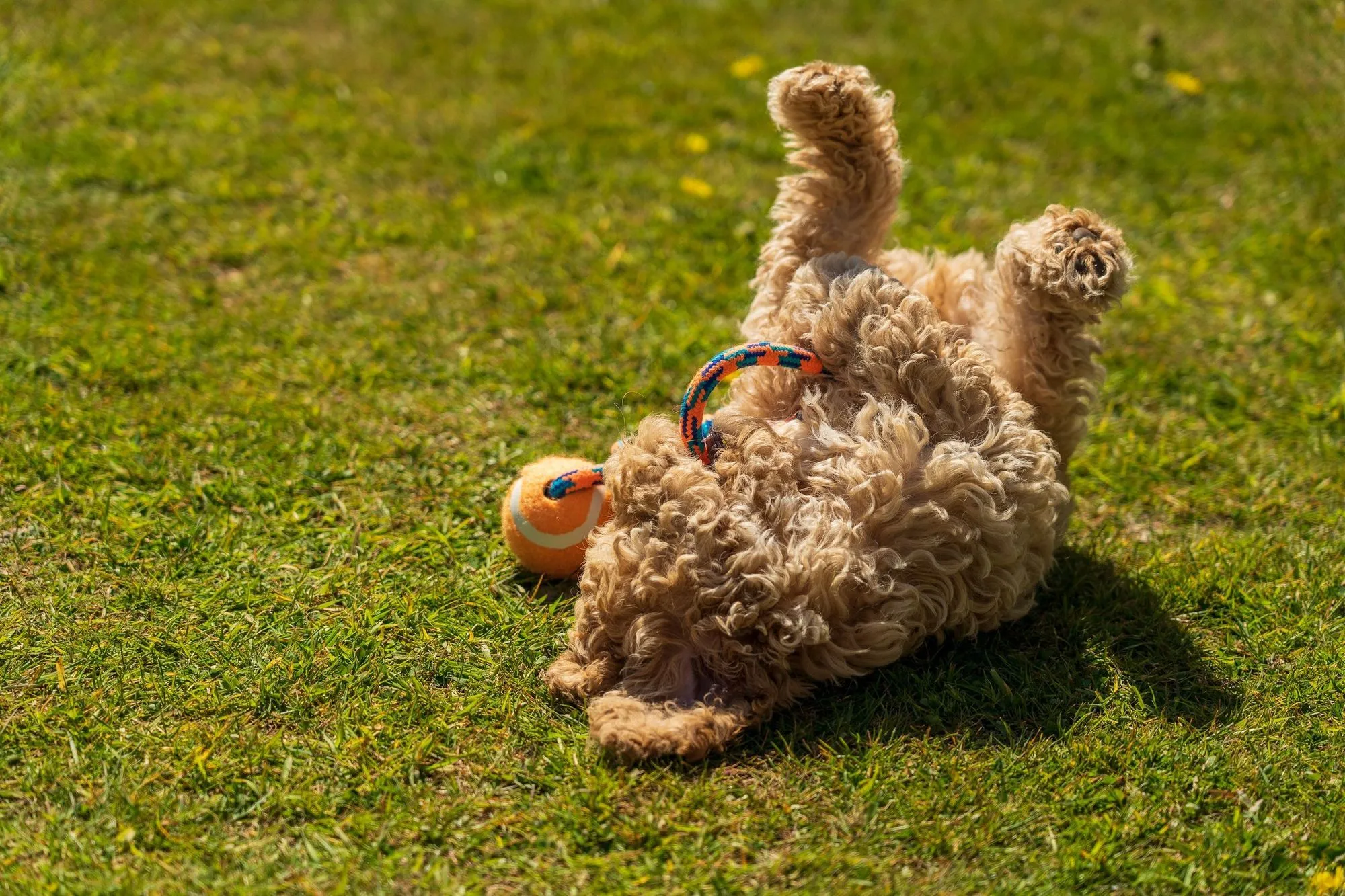 why do dogs like to roll in dirt