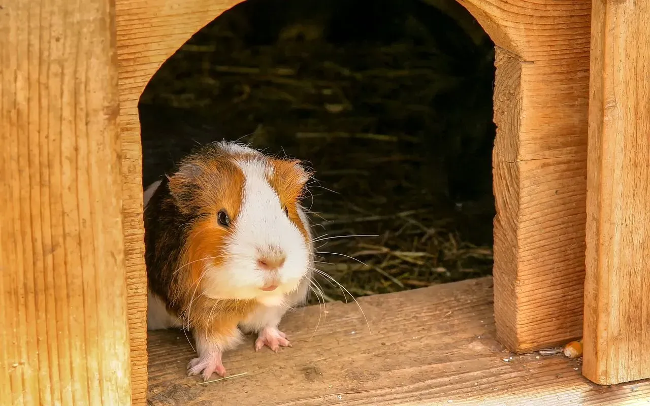 Discover intriguing facts about guinea pig poop!