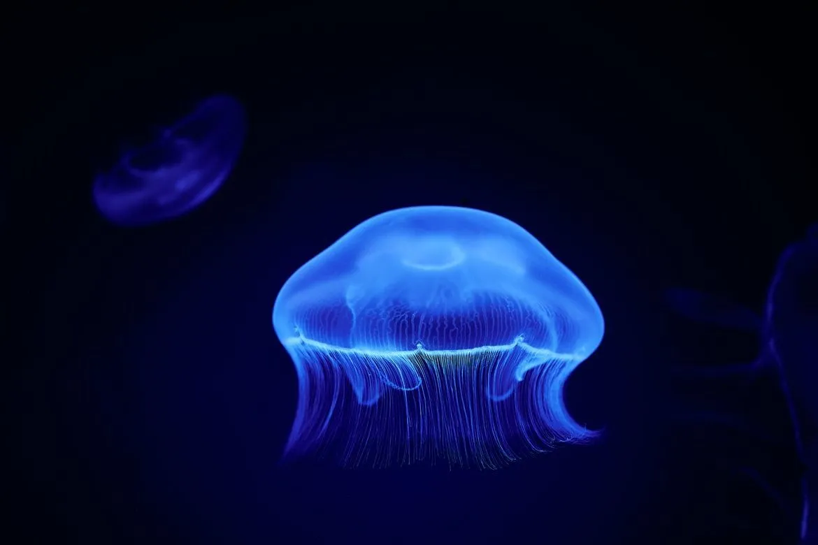 Do jellyfish have eyes?