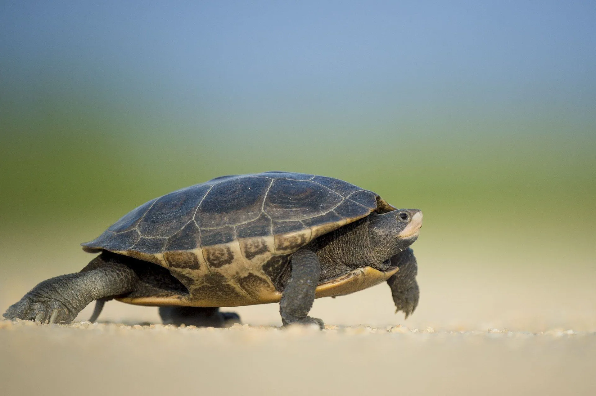 The size and species of turtles majorly impact their diet.