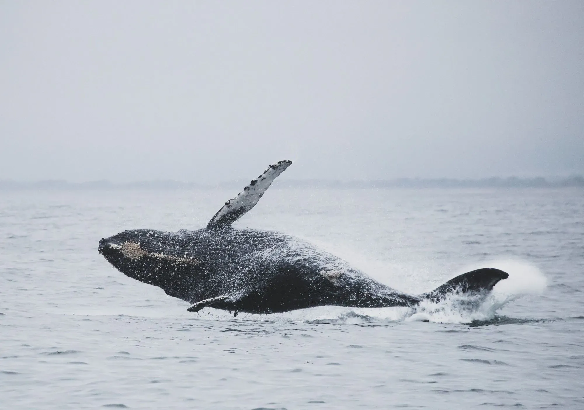 Whale facts include whales can shoot milk more than 2.64 gal (12 l) in just a few seconds.