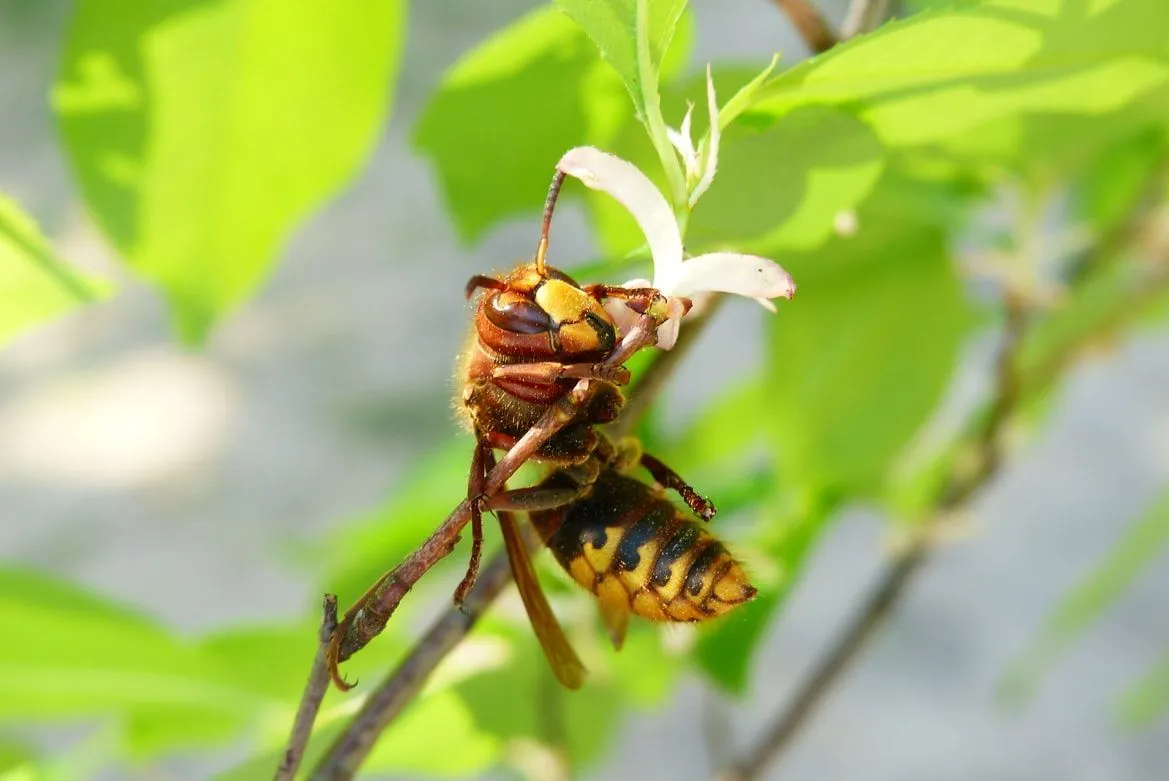Do yellow jackets sting? They have sharp stings which cause mild to severe pain and swelling.