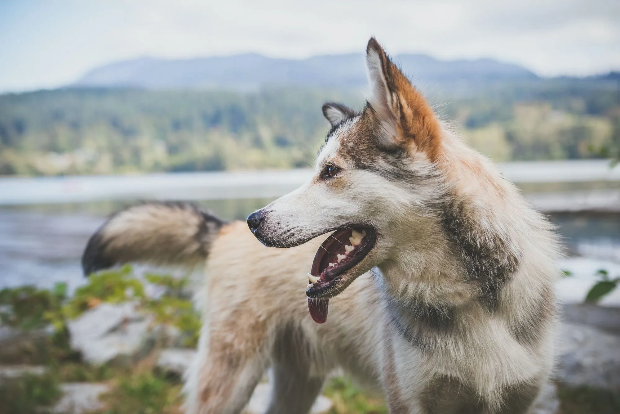 do dogs communicate by directional tail wagging