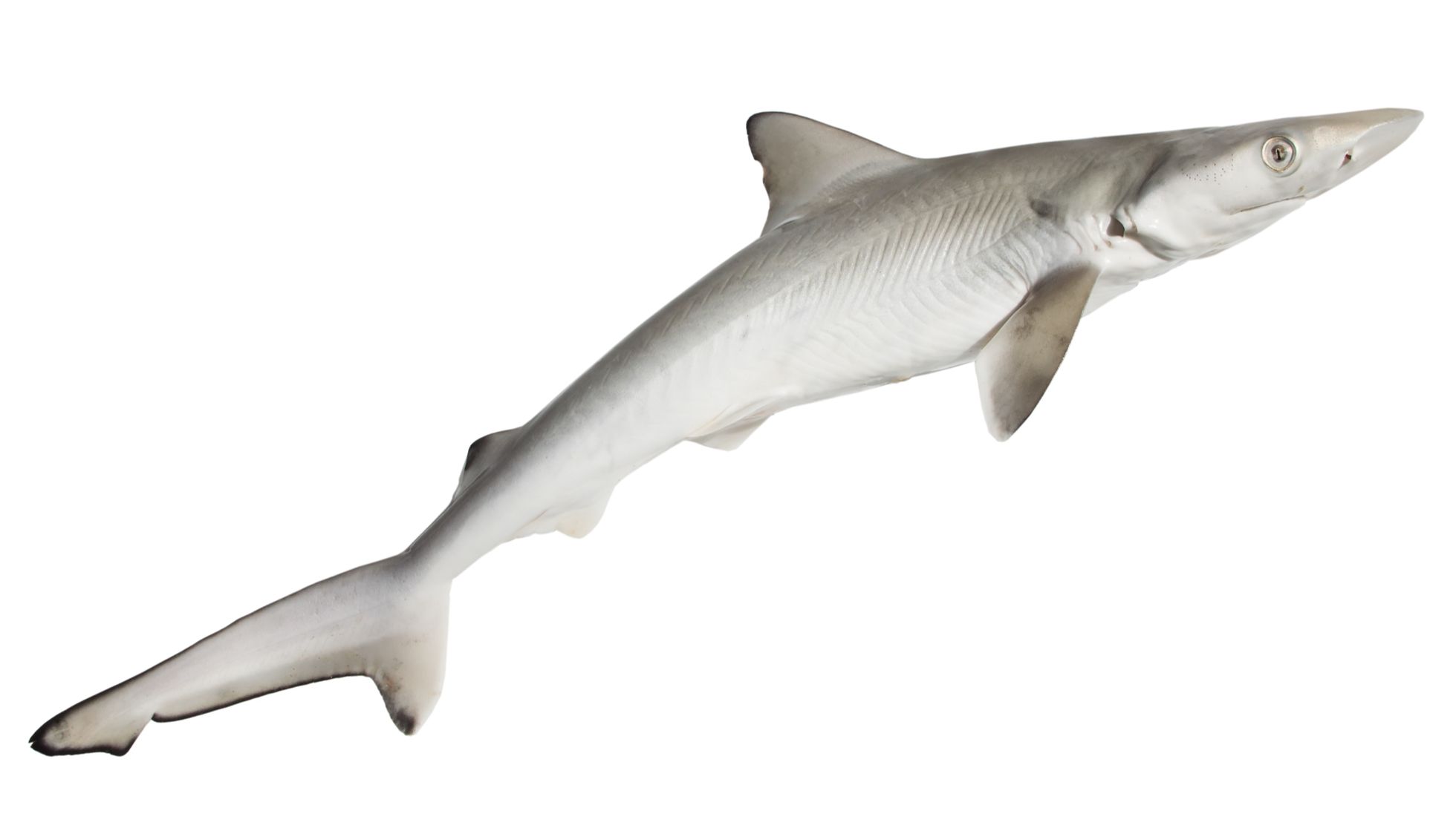 dogfish shark class
