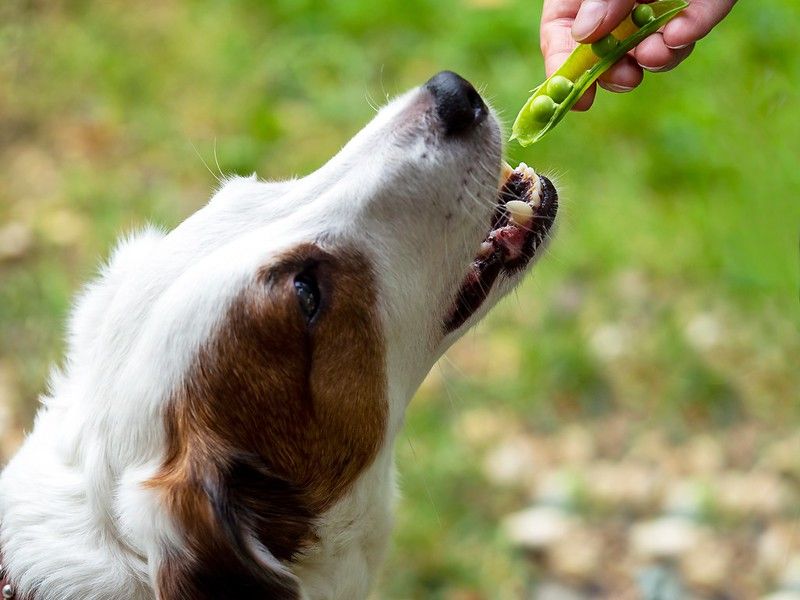 are canned peas bad for dogs