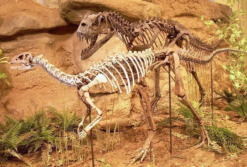 Dryosaurus lived during the Late Jurassic period as well as the Early Cretaceous period.
