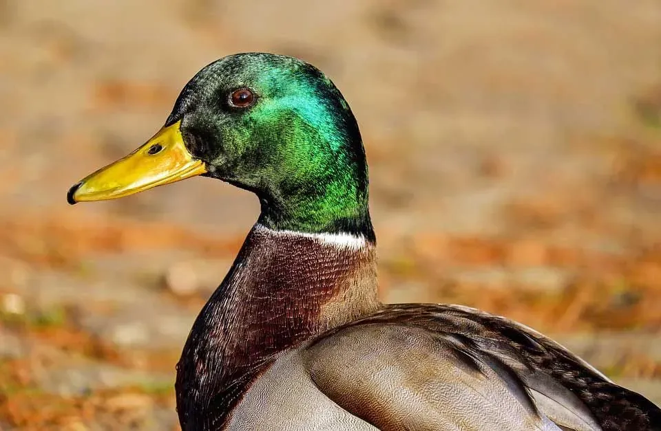 Ducks are called waterfowl as they mostly reside in aquatic habitat.