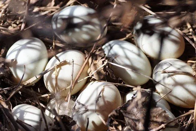 Appropriate storage temperature and humidity are essential for balut eggs.