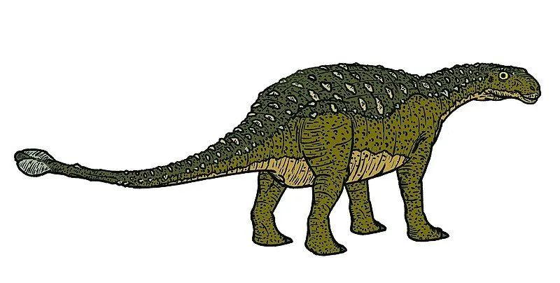 Dyoplosaurus acutosquameus dinosaurs were heavily armored species with low slung build and clubbed tails.