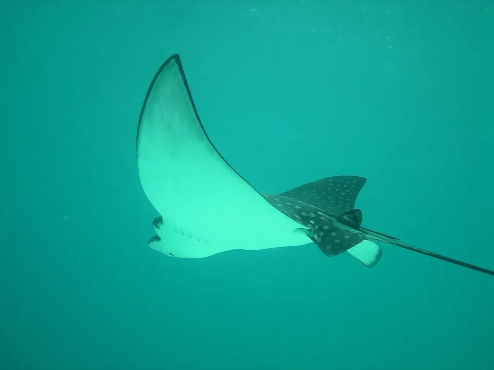 Despite being fishes, eagle rays look nothing like them!