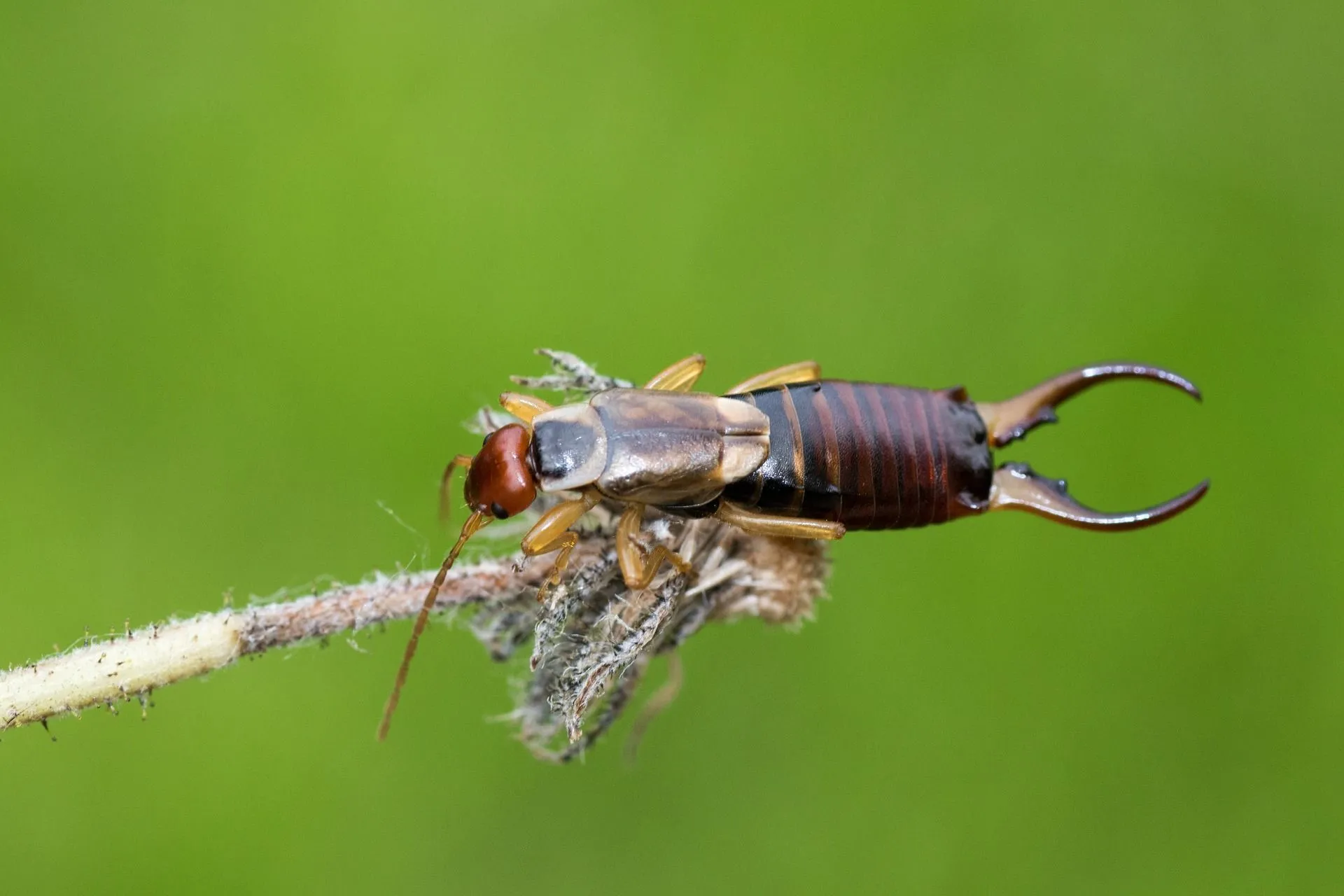 Earwig Larvae: Complete Lifecycle, Identification, And Removal
