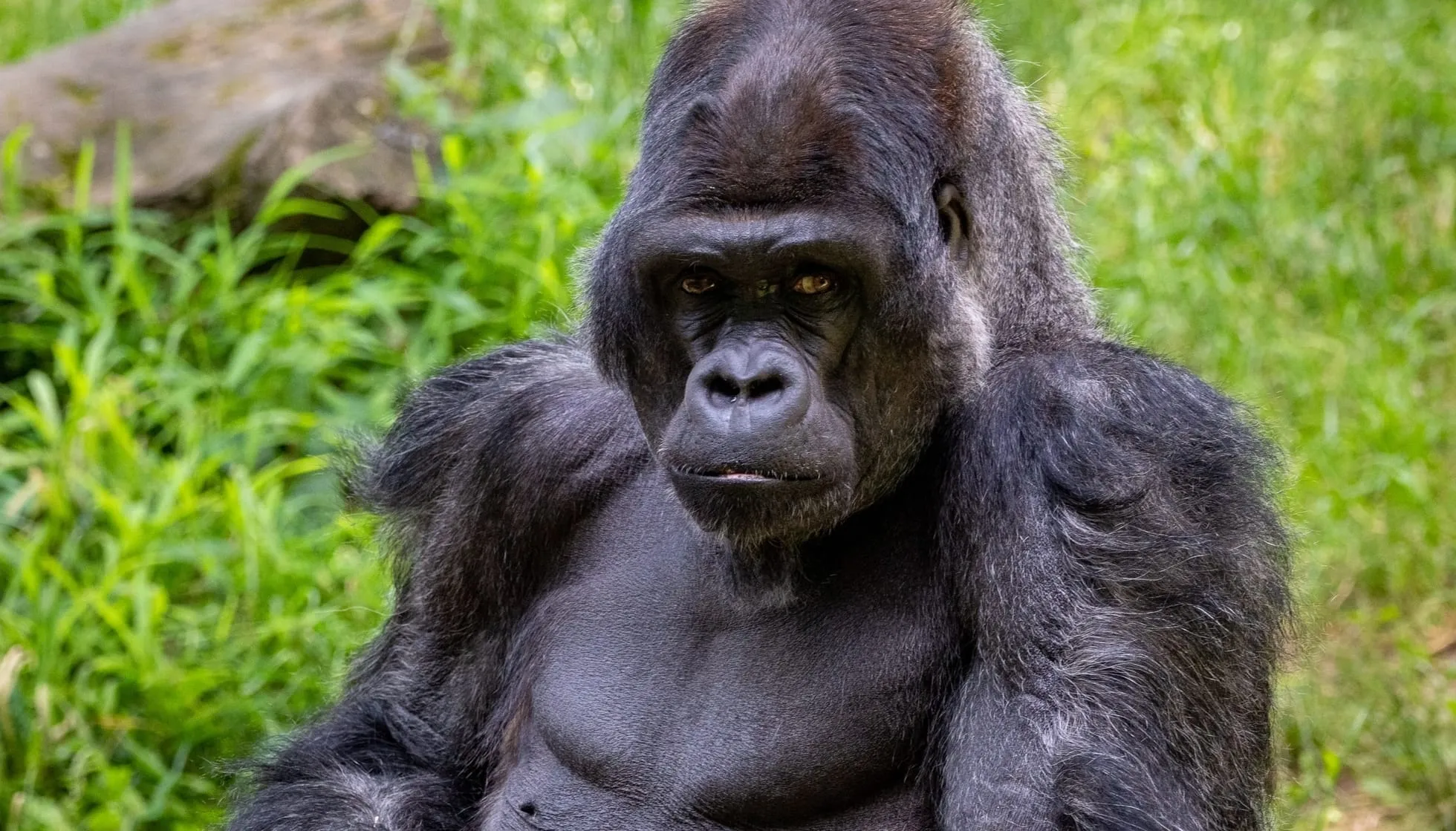 Eastern Gorilla 