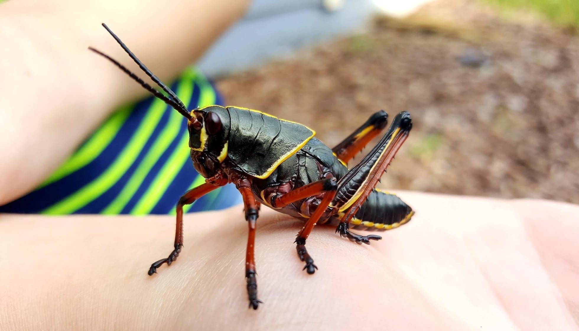 giant black grasshopper