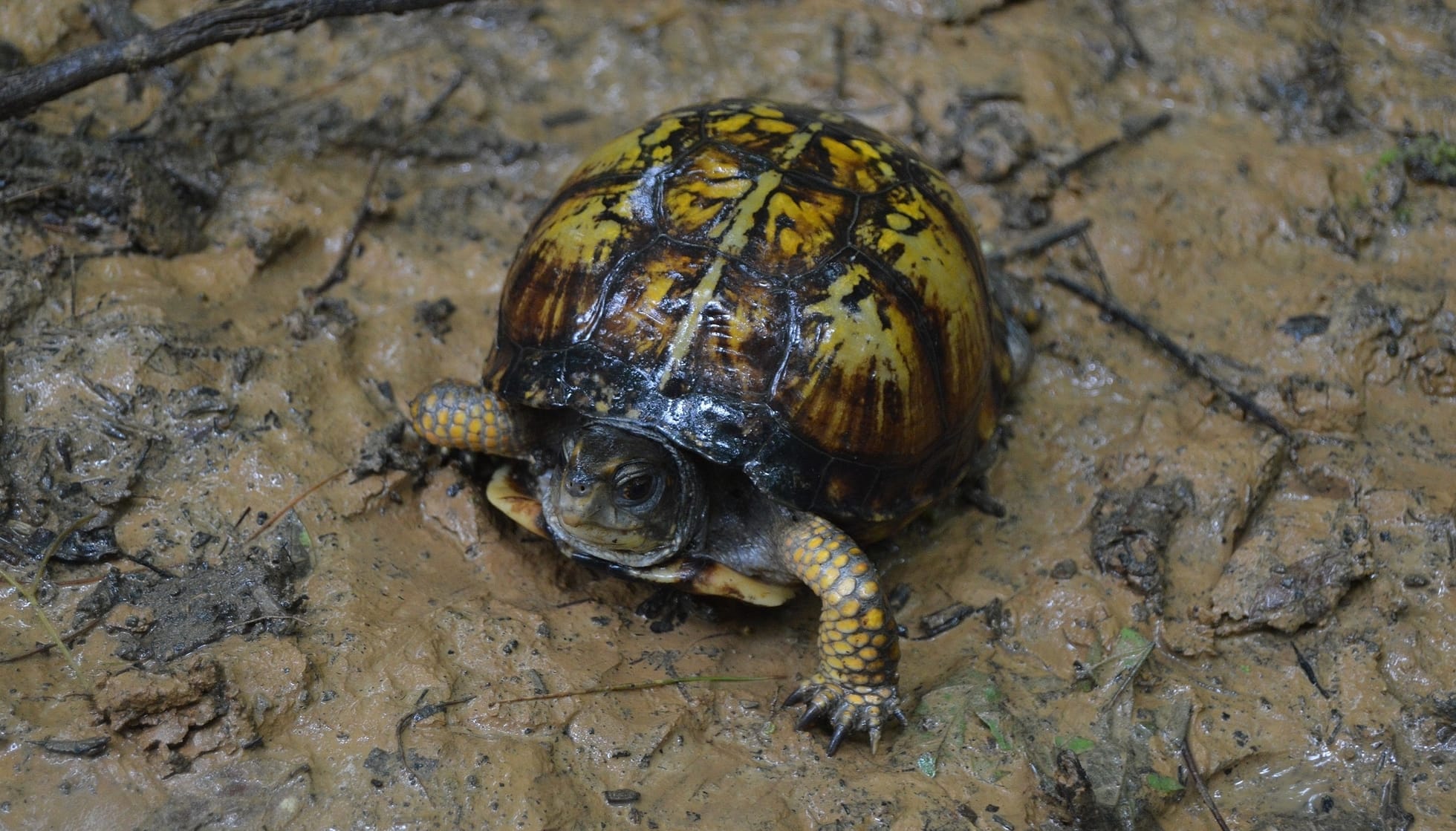 eastern mud turtle baby