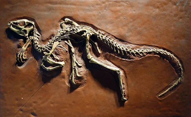 It is the skeleton of the bipedal Heterodontosaurid dinosaur found during the early Jurassic period.