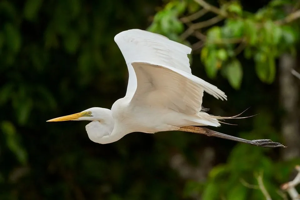 White egret Prints Digital Prints etna.com.pe