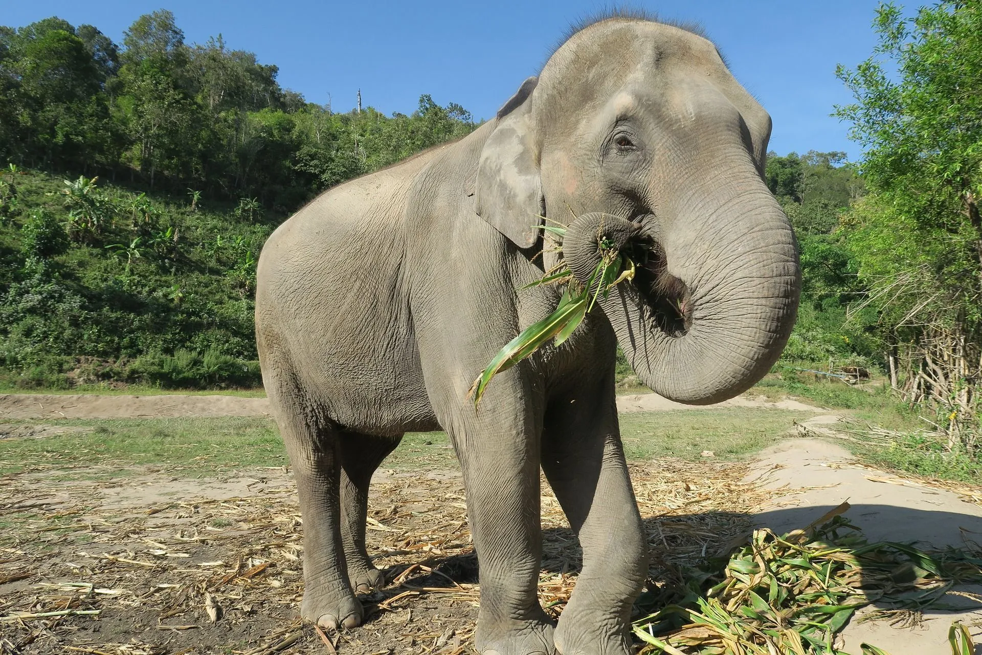 Elephant Food: Learn About Their Diet And Eating Habits | Kidadl