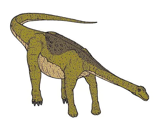 This dinosaur Euhelopus had muscular legs, and long neck with scales on its body.