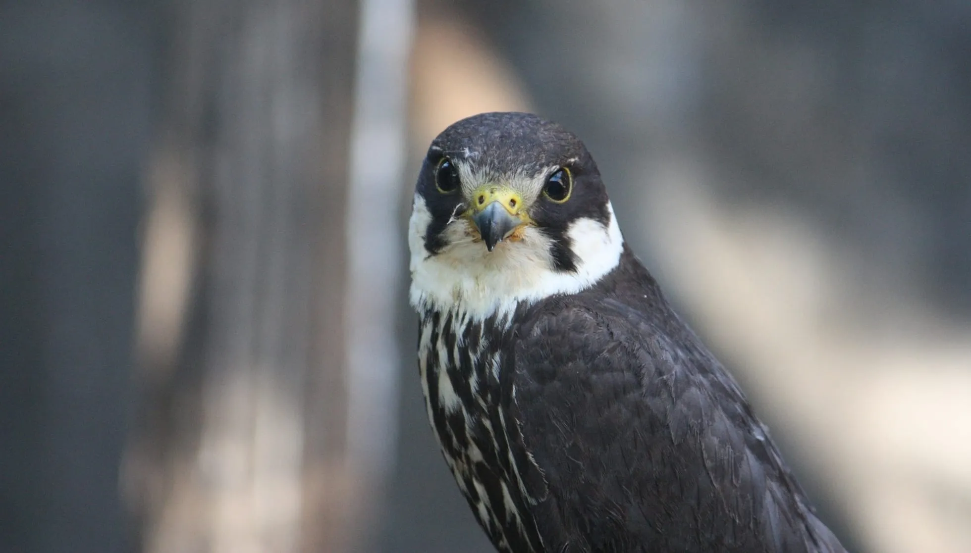Falcon Eurasian Hobby
