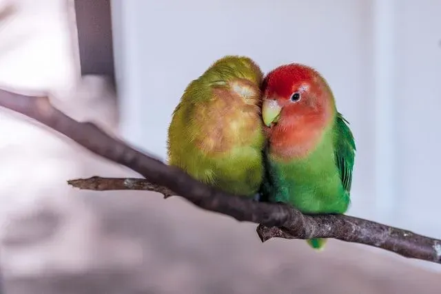 Read these amazing facts about keeping lovebirds as pets.