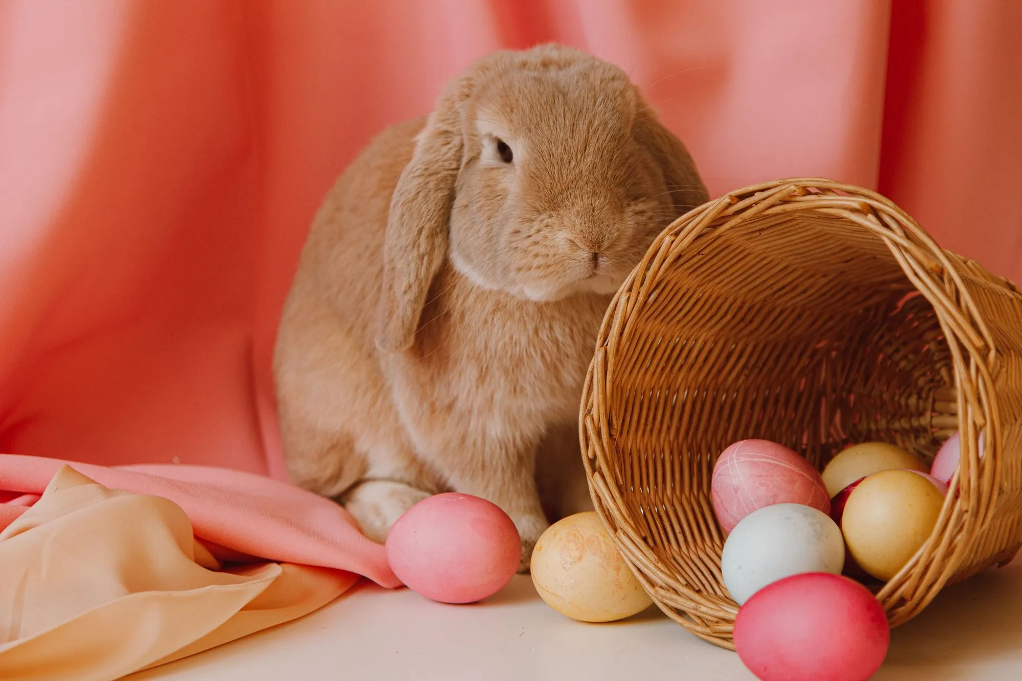 The information on Easter fun facts is bound to make you fall more in love with Easter.