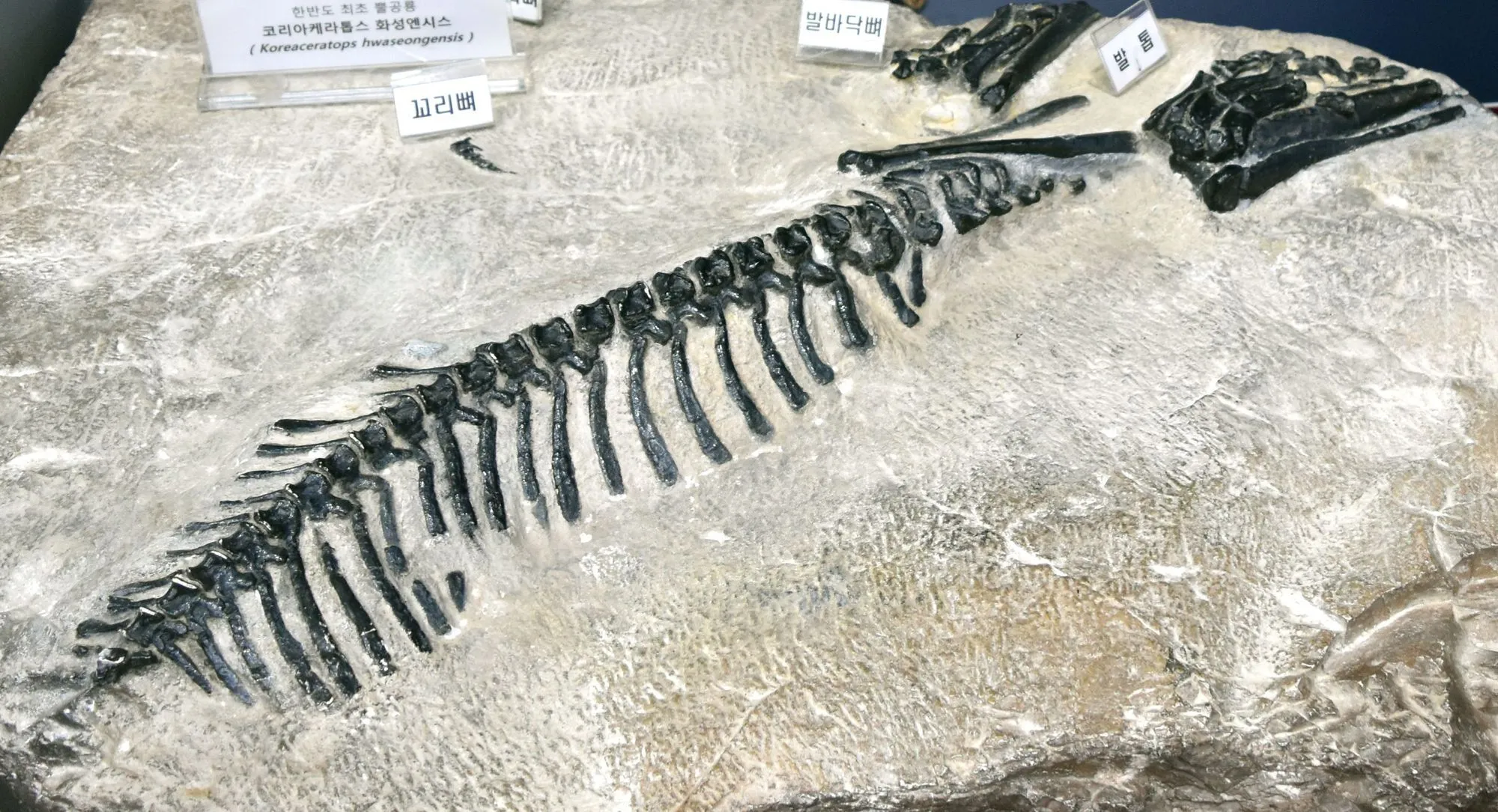 Koreaceratops fossils comprised partial hind limbs and tall neural spines.