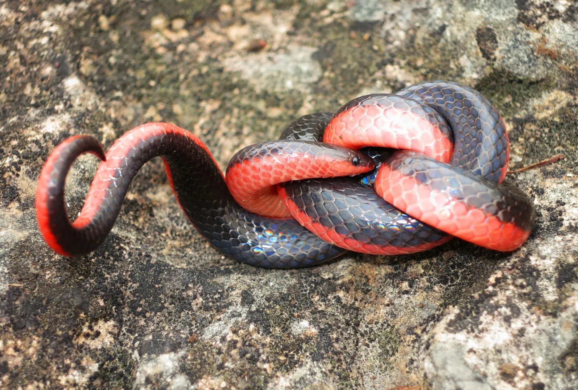 Western worm snake pictures are adorable.