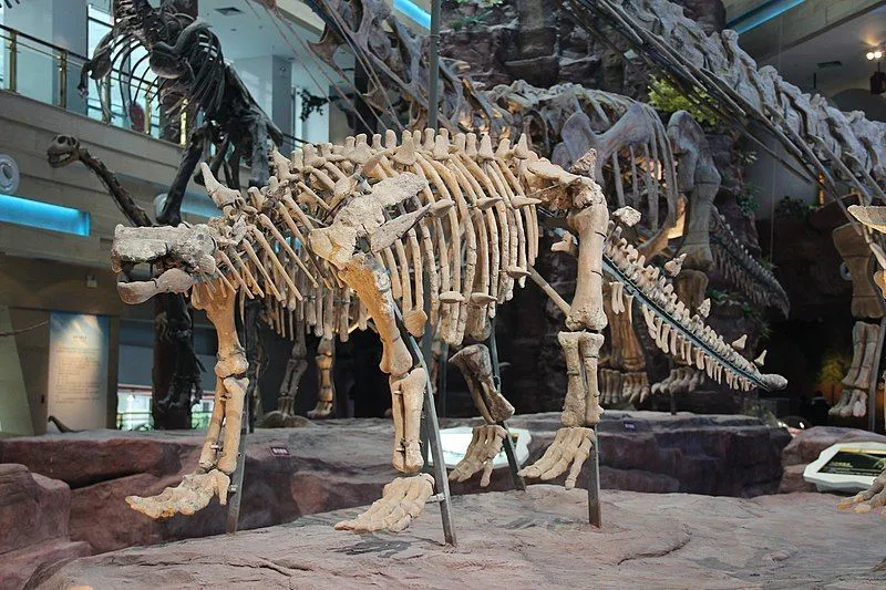 Facts about a new Ankylosaurid dinosaur named Ziapelta sanjuanensis.