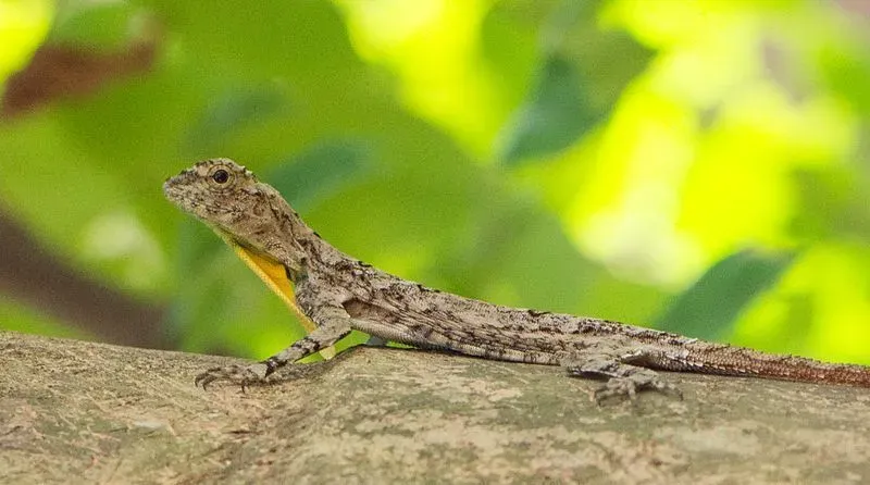Facts about gliding lizards can be fun and interesting