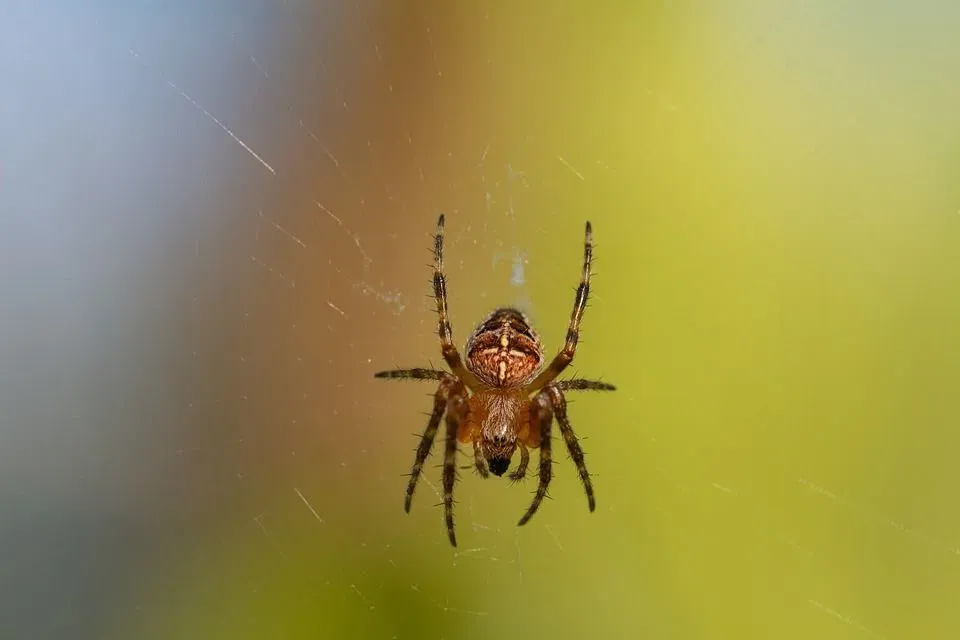 Facts about how or when do spiders hibernate are mind-blowing!