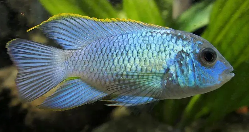 Facts and information about the blue acara are amusing!