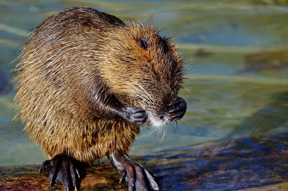 False water rat facts are all about the males and females of this rodent species of the Muridae family.