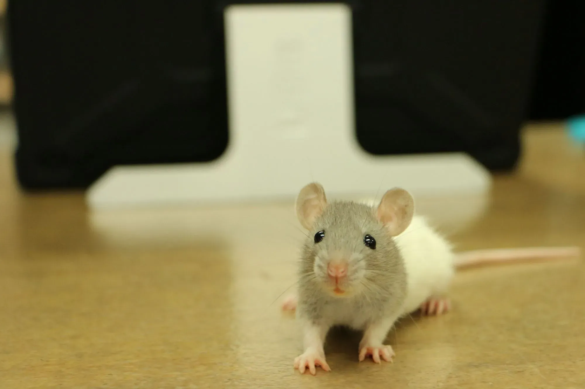 Do you love domestic fancy rats? Ever thought of buying a pet rat? Know about fancy rat lifespan.