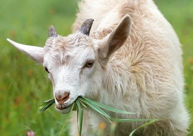 Goats like to eat various things such as grass, hay, and grain.
