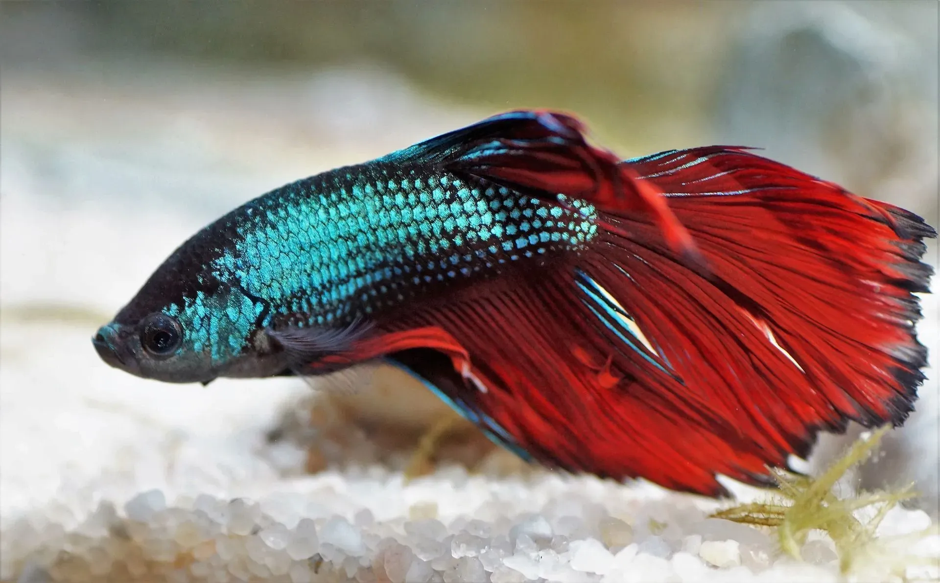 Before you feed any food to your fish, learn about what do betta fish eat?