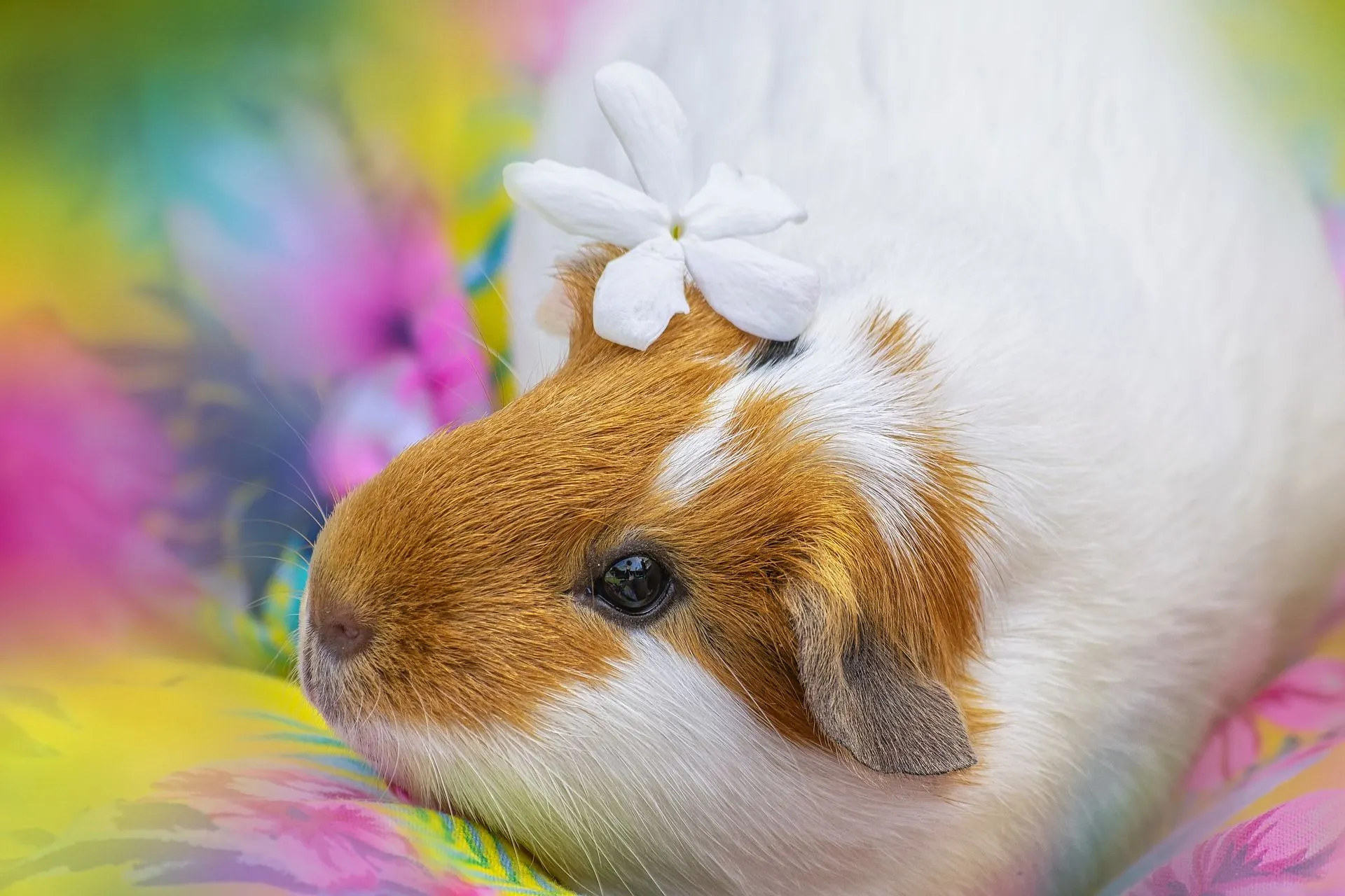 Texel guinea pigs look cute with their long curly coat.