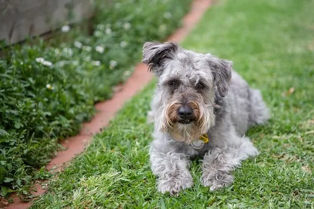 how big do schnauzer poodles get