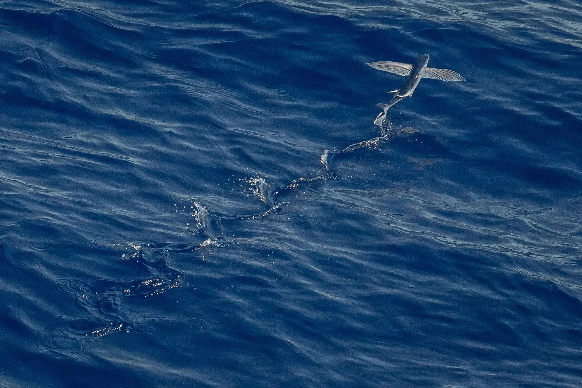 The flying fish is one of the top 10 fastest sea animals.