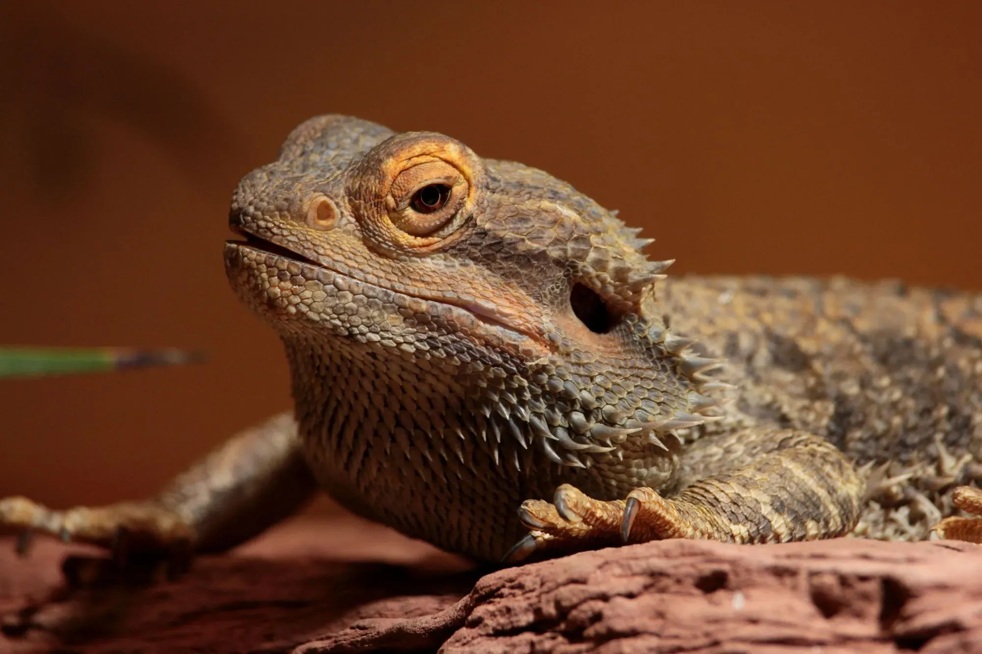 Learn how to spot fat bearded dragons and how to deal with them with these helpful tips.