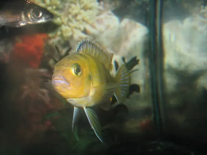 Featherfin cichlid has long, flowing fins, which contribute to the beauty of both males and females of this fish.