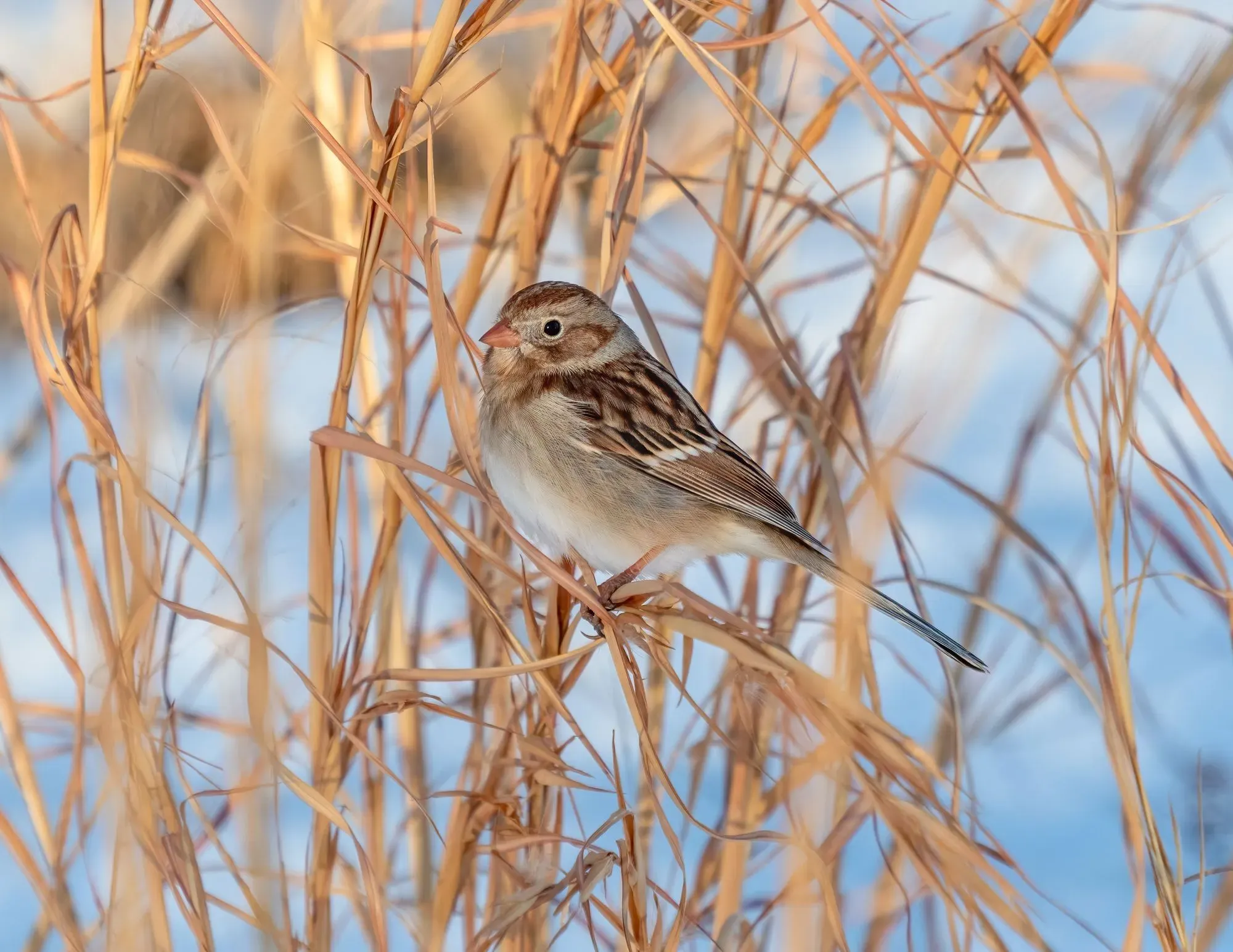 Interesting things you should know about the field sparrow.