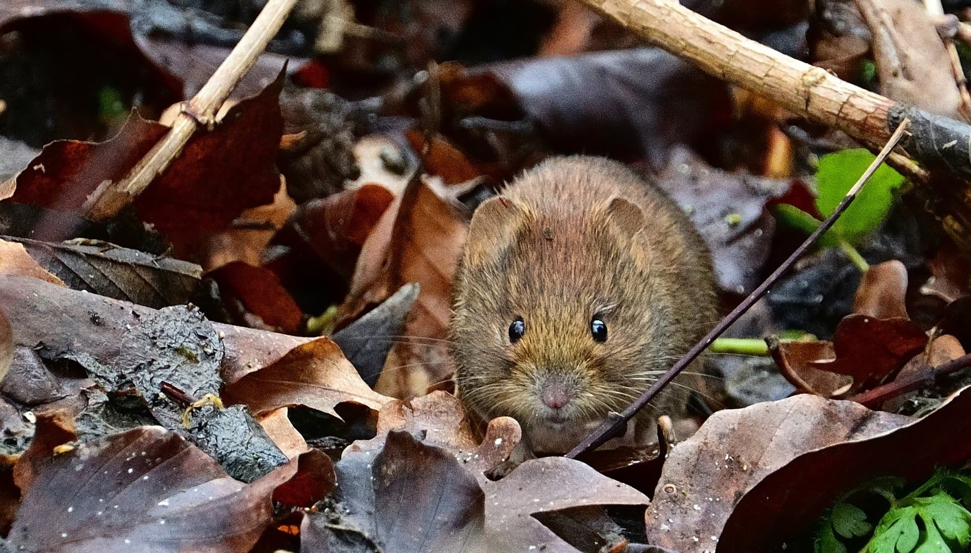 baby vole nest